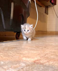 Adorable Triple-Coated Persian Kittens for adoption in Gujrat.