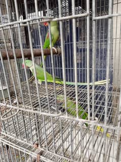 Kashmir parrot pair