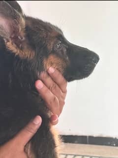 Germon shepherd 5 male 1 female pure germon guaranteed
