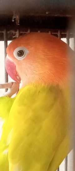 lutino pasnata red eye breeder pair lotino lovebird