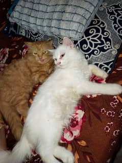 persian cat 2 couple