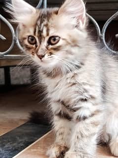 Persian