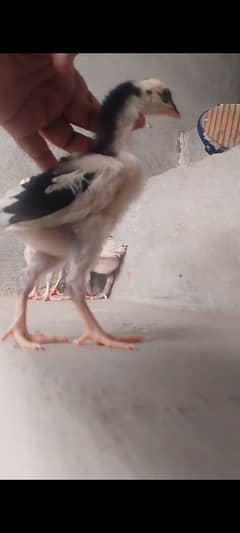 Heera shamo Thai chicks, Thai female for sale