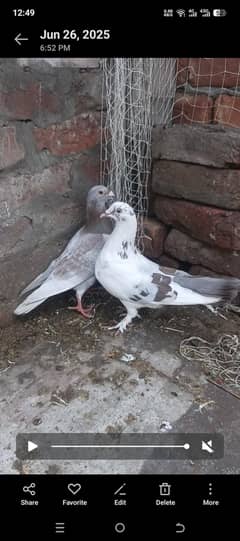 ful Siraji blutter pair