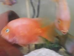 parrot fishes for sale