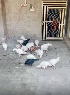 Heera