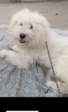 Pure english poodle