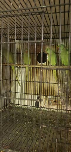 RINGNECK PARROT