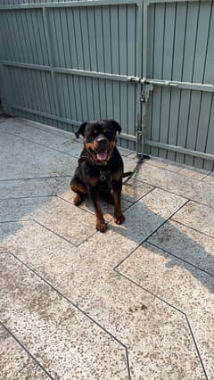 Enzo male Rottweiler