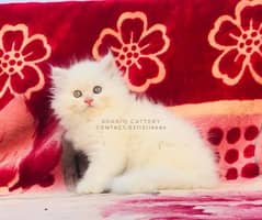 white male Persian cat