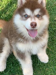 Siberian