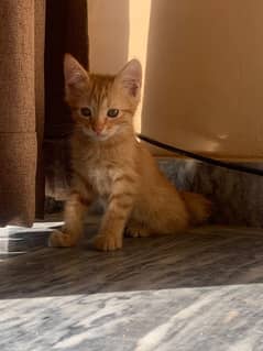 catt For adoption