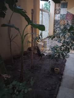 Aseel cock for sale
