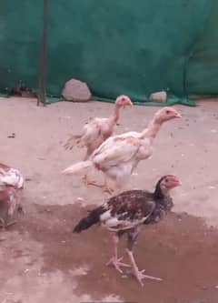 aseel sindhi pathe
