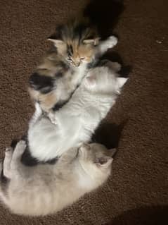 Kittens