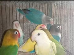 Lovebird Urgent  cell