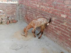 Goats For sale
