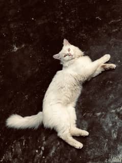 White cat persian toilet trained