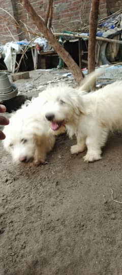 white poodle puppy female