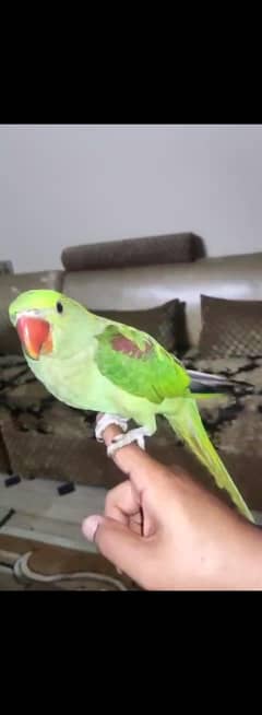parrots for sale
