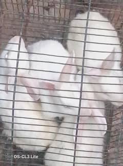 rabbit