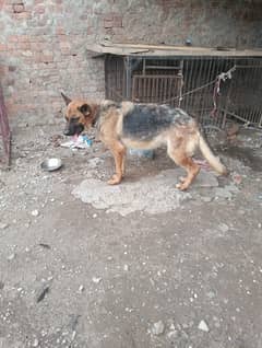 Breeder female urjant sale