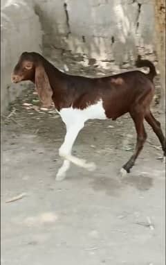 Ablack munda bakra for sale