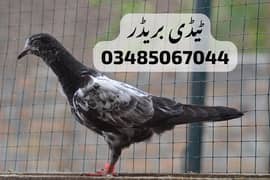 pigeon