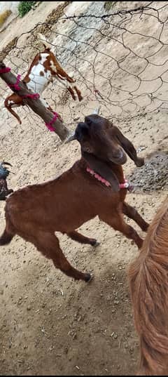 male goat