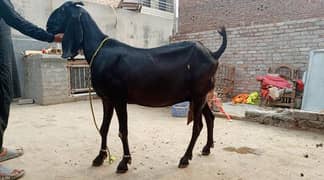 bakri for sale