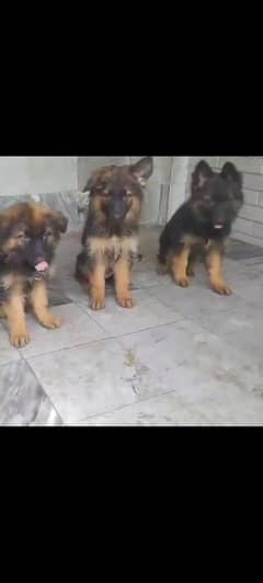gsd long coat puppy(03071069008)