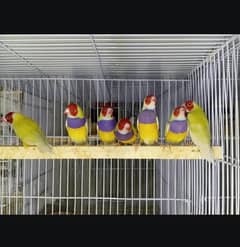 breeder pair Latino goldean