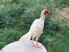 Hera aseel patha