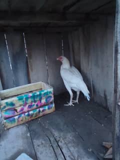 Aseel Hens