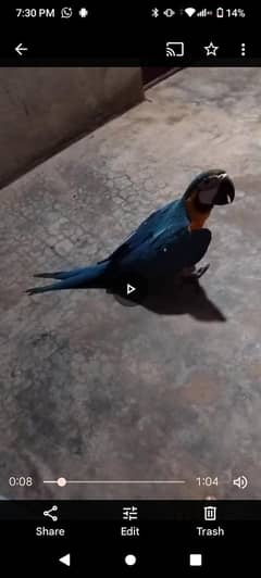 belu