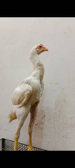 King Shamo pathiyan paper white German Bloodline