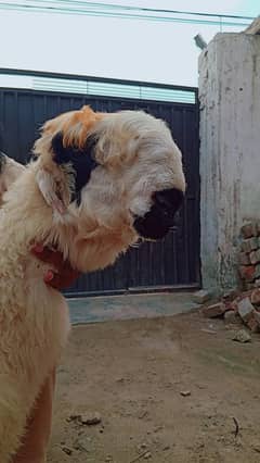 Kajla