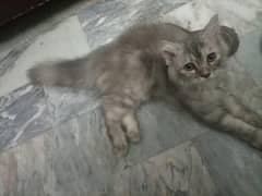Persian pair for sell