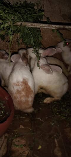 rabbits