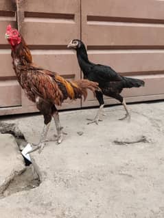 thaicroos