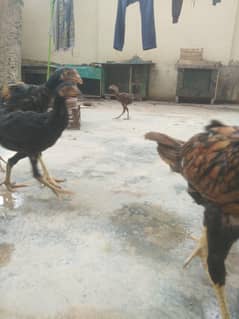 Aseel Pathay pathian total 8