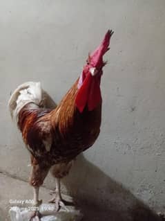golden desi murga pure aseel murgi 4 chiks