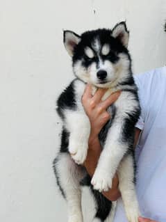 siberan
