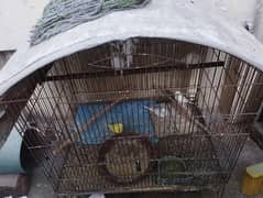 Australian parrots cages  for sale