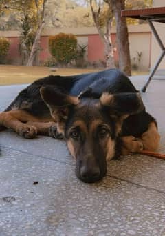 Not Just a Dog, She's Family - Tracy Awaits