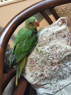 raw parrot