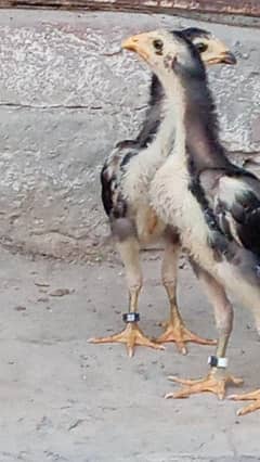 king shamo chiks03234073320