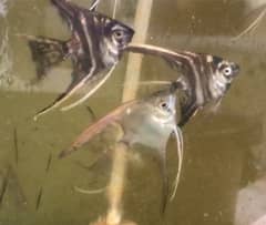 Angel fish