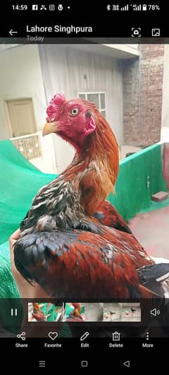 aseel healthy Murga and females