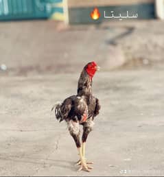 For sale